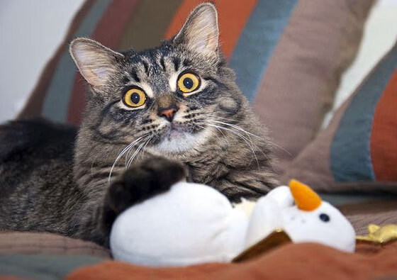 《绝地求生》全球赛：赛事规则调整与游戏平衡性的探讨，绝地求生全球大赛