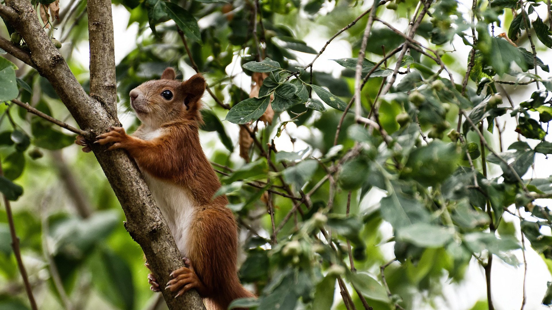 全国极限飞盘冠军赛,团队配合再升级,极限飞盘世界锦标赛