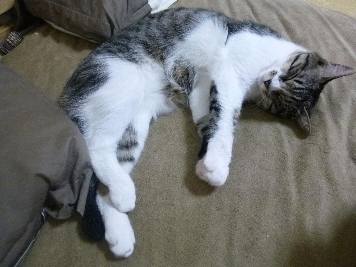 国家马术队创新训练模式，力争国际大赛金牌，马术国家队教练