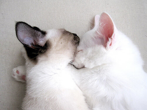 城市摩托车音速巡回，速度与音乐的狂欢盛典，摩托车声浪音乐